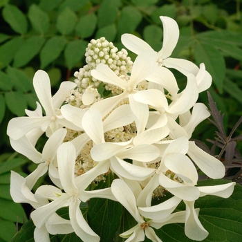 Hydrangea paniculata 'Great Star' - Hydrangea