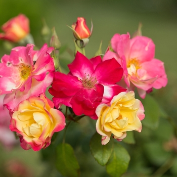 Rosa 'Campfire' - Campfire Rose 