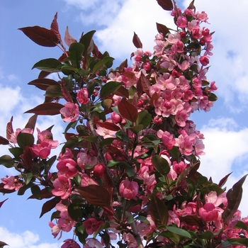 Malus x adstringens Durleo - Gladiator™ Crabapple 