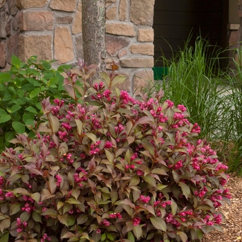 Weigela florida 'Shining Sensation' - Shining Sensation™ Weigela 