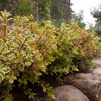 Weigela florida 'Rainbow Sensation' - Rainbow Sensation™ Weigela 