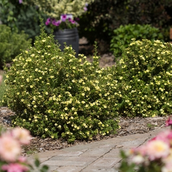 Potentilla fruticosa Lemon Meringue™ - Potentilla 