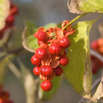 Celastrus scandens 'Bailumn' - Autumn Revolution™ Bittersweet 