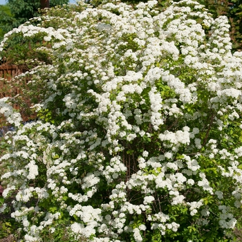 Spiraea x vanhouttei Levgold - Firegold® Spirea 