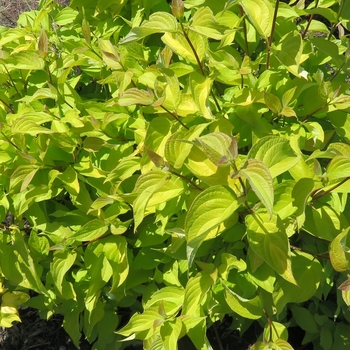 Cornus alba ByBoughen - Neon Burst™ 