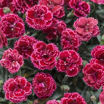 Dianthus hybrid ''Black Cherry Frost'' - Fruit Punch® 