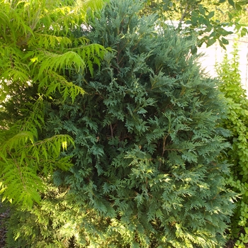 Thuja occidentalis 'Technito' - Arborvitae 