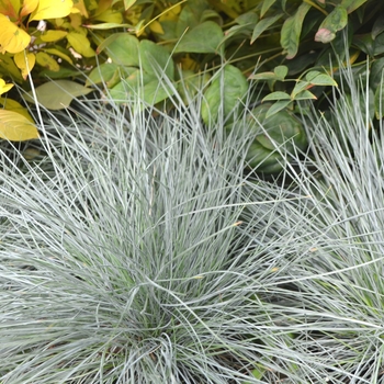 Festuca glauca 'Beyond Blue' - Blue Fescue