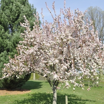 Malus 'Red Jewel' - Red Jewel Crabapple