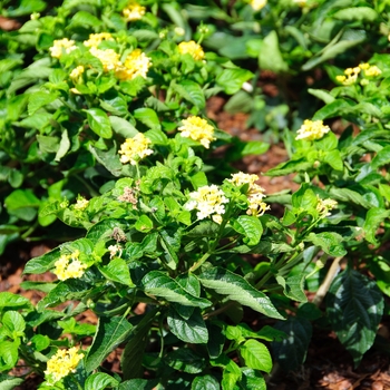 Lantana camara 'Bananarama™' - Luscious ® Lantana