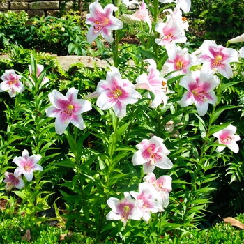 Lilium 'Triumphator' - Orienpet Lily