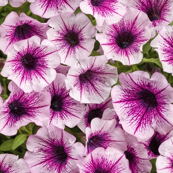 Petunia 'Mulberry Charm' - Supertunia® Petunia