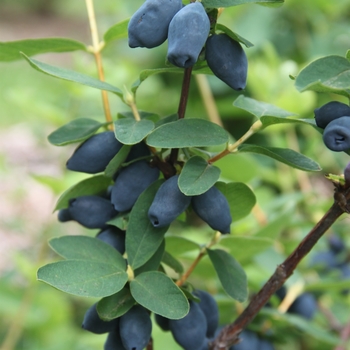 Lonicera caerulea 'Yezberry Honey Bunch' - Japanese Haskap