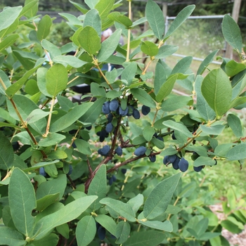 Lonicera caerulea 'Yezberry Sugar Pie' - Japanese Haskap