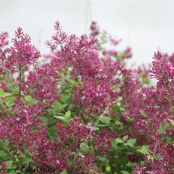 Syringa x 'Bloomerang Dark Purple' - Reblooming Lilac