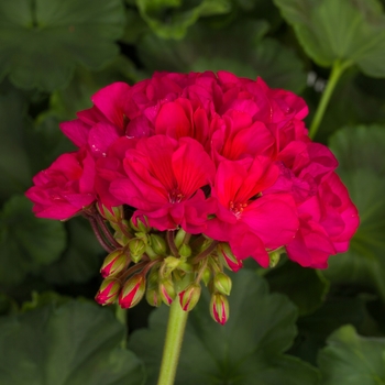 Pelargonium x hortorum 'Tango Neon Purple' - Zonal Geranium