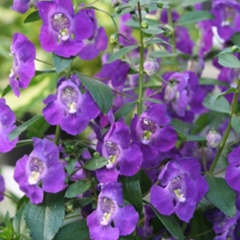 Summer Snapdragon - Angelonia 'Angelface™ Blue