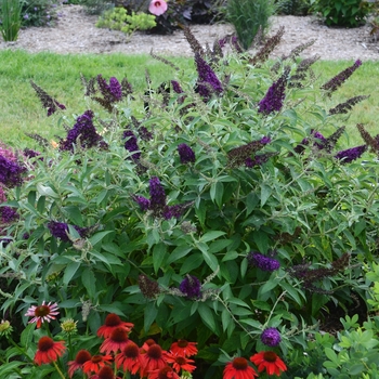 Buddleia davidii - Monarch® Dark Dynasty Butterfly Bush