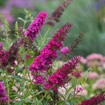 Buddleia davidii - Monarch® Queen of Hearts Butterfly Bush