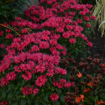 Monarda didyma - Sugar Buzz® Cherry Pops Bee Balm, Bergamot