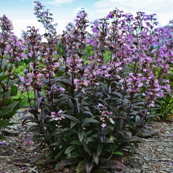 Penstemon digitalis - Blackbeard Beard Tongue