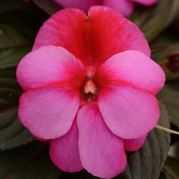 Impatiens hawkeri - Clockwork™ Pink Star 