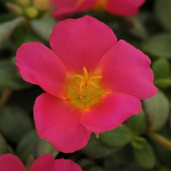 Portulaca oleracea 'Rio Grande Magenta' - Rio Grande™ Magenta Portulaca