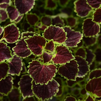 Coleus 'Burgundy Wedding Train' - Coleus