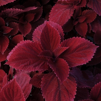 Solenostemon scutellarioides - Redhead Coleus