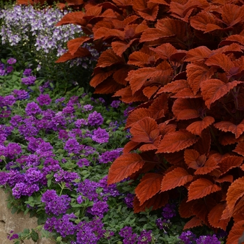 Solenostemon scutellarioides 'Inferno' - Inferno Coleus