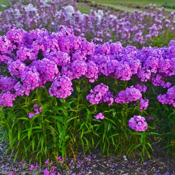 Phlox paniculata - Fashionably Early Flamingo Garden Phlox