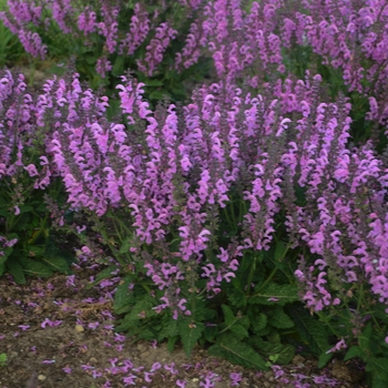 Salvia pratensis - Fashionista™ Pretty In Pink Sage