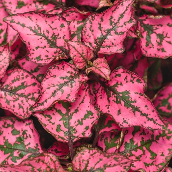 Hypoestes phyllostachya 'Rose' - Hippo™ Polka Dot Plant