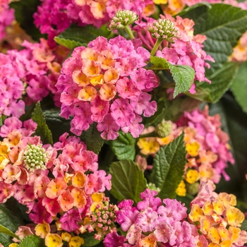 Lantana camara 'Royale Cosmo' - Luscious® Lantana