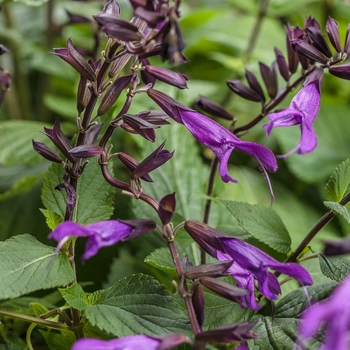 Salvia 'Rockin' Deep Purple' - Rockin™ Sage