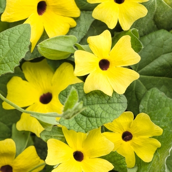 Thunbergia alata 'Lemon A-Peel' - Black-Eyed Susan Vine