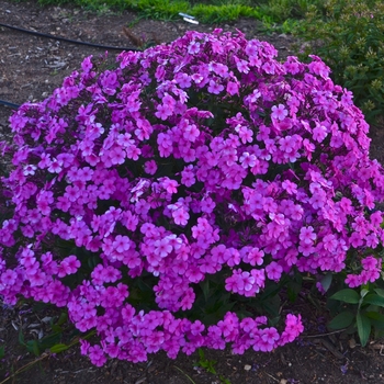 Phlox hybrid 'Cloudburst' - Tall Cushion Phlox