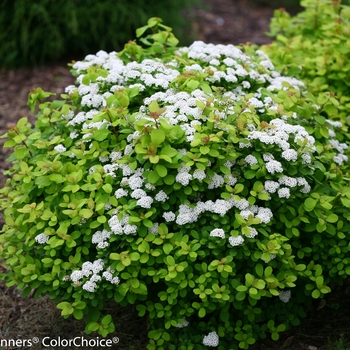 Spiraea betulifolia 'Glow Girl' - Birchleaf Spirea 