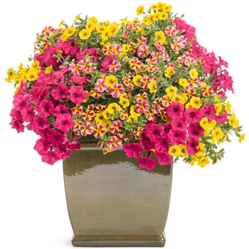 Calibrachoa hybrid 'Holy Moly!™' - Superbells® Holy Moly!™