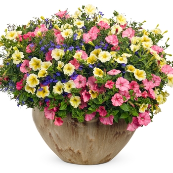 Petunia hybrid 'Supertunia® Limoncello' - Supertunia® Petunia