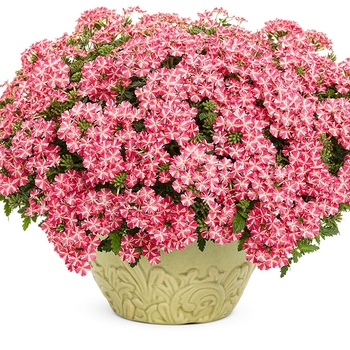 Verbena hybrid 'Royale Cherry Burst' - Superbena®