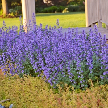 Nepeta faassenii 'Cat's Meow' - 'Cat's Meow' Catmint