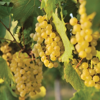 Vitis vinifera 'Edelweiss' - Edelweiss Grape