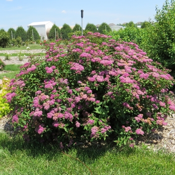 Spiraea x bumalda Denistar - Superstar™ Spirea 