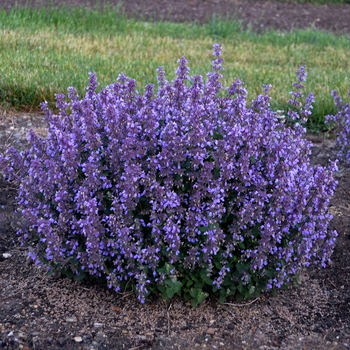 Nepeta hybrid 'Cat's Pajama' - Cat's Pajamas Catmint