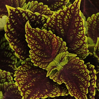 Solenostemon scutellarioides 'Coleosaurus' - Coleus