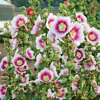 Alcea rosea 'Halo Blush' - Hollyhock