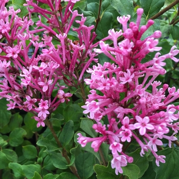 Syringa 'Bloomerang Dwarf Pink' - Bloomerang Dwarf Pink Lilac