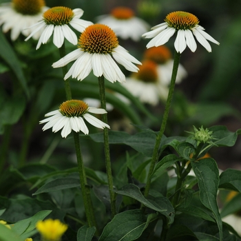 Echinacea purpurea 'PowWow' - PowWow White Coneflower