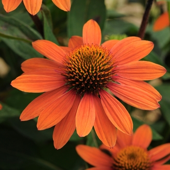 Echinacea 'Sombrero Adobe Orange' - Sombrero Adobe Orange Coneflower